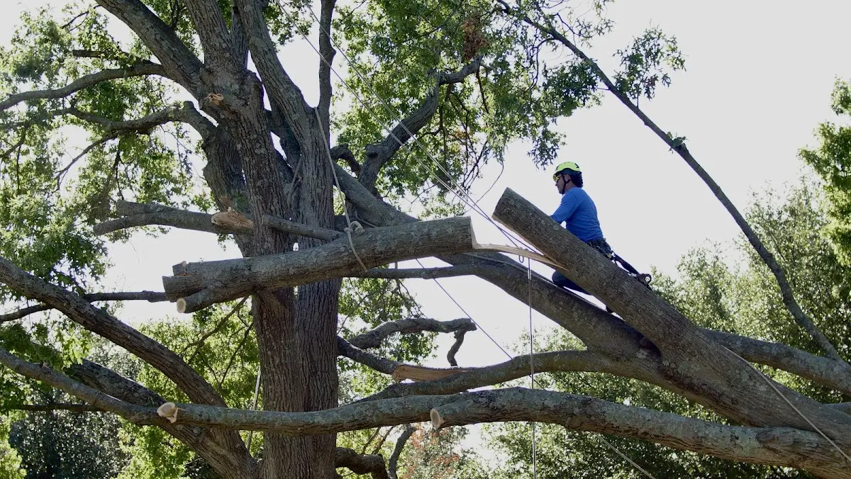 Professional Hazardous Tree Removal performed by certified arborists in Cokercreek