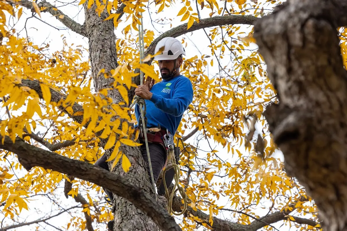 Skilled Storm Damage Cleanup crew working in Cokercreek