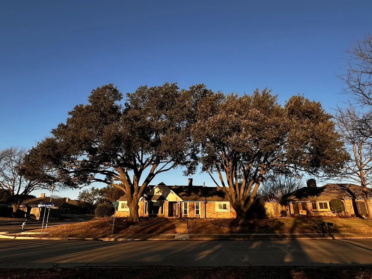 Established residential canopy tree shading a home in Cokercreek